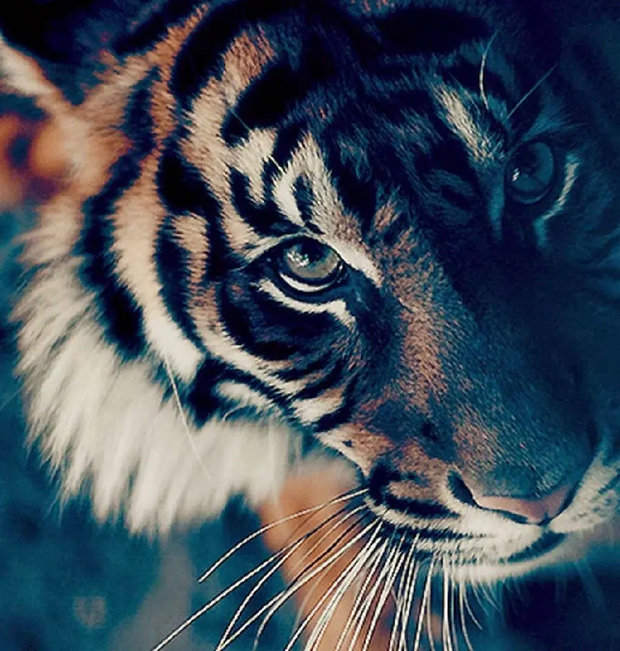 Beautiful Tiger Face Photo