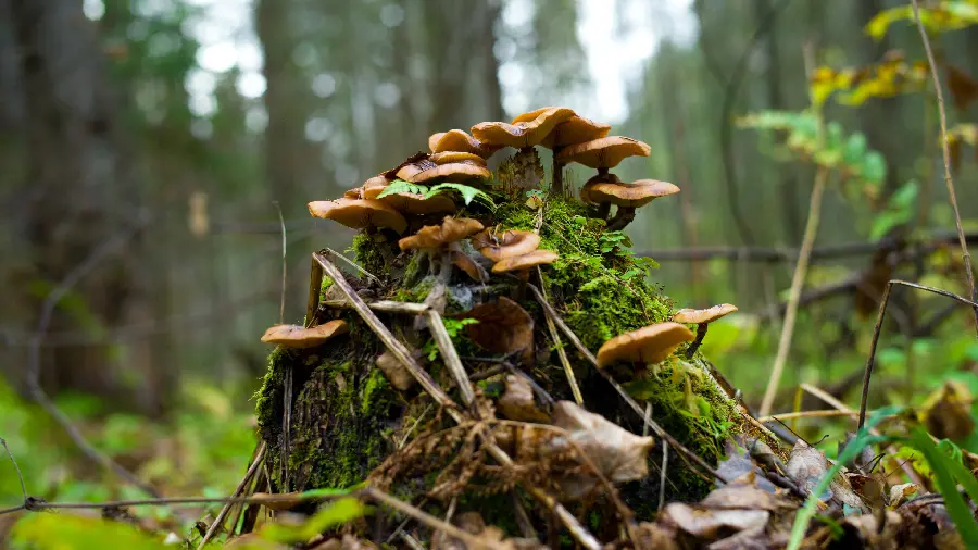 Wild Mushroom Wallpaper in Nature with Awesome Ultra HD Quality