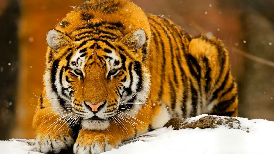 8K tiger wallpaper
