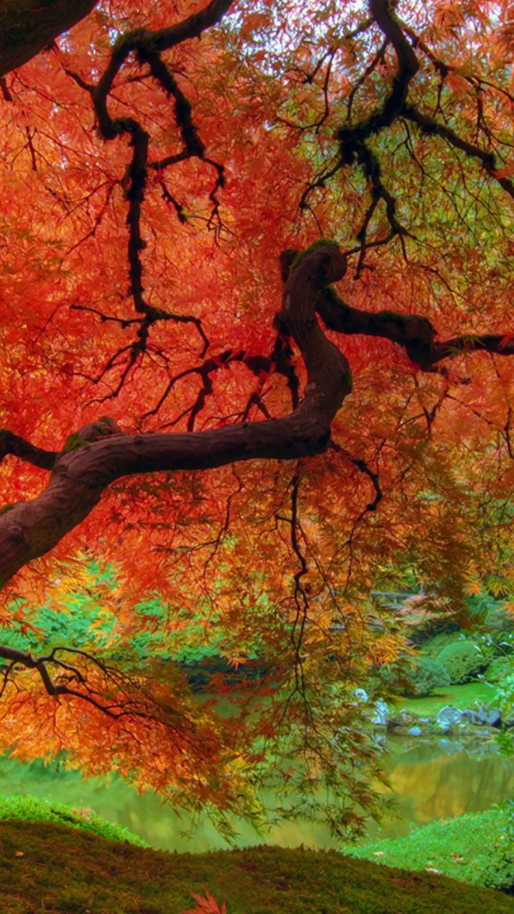 Download Autumn Background for Android