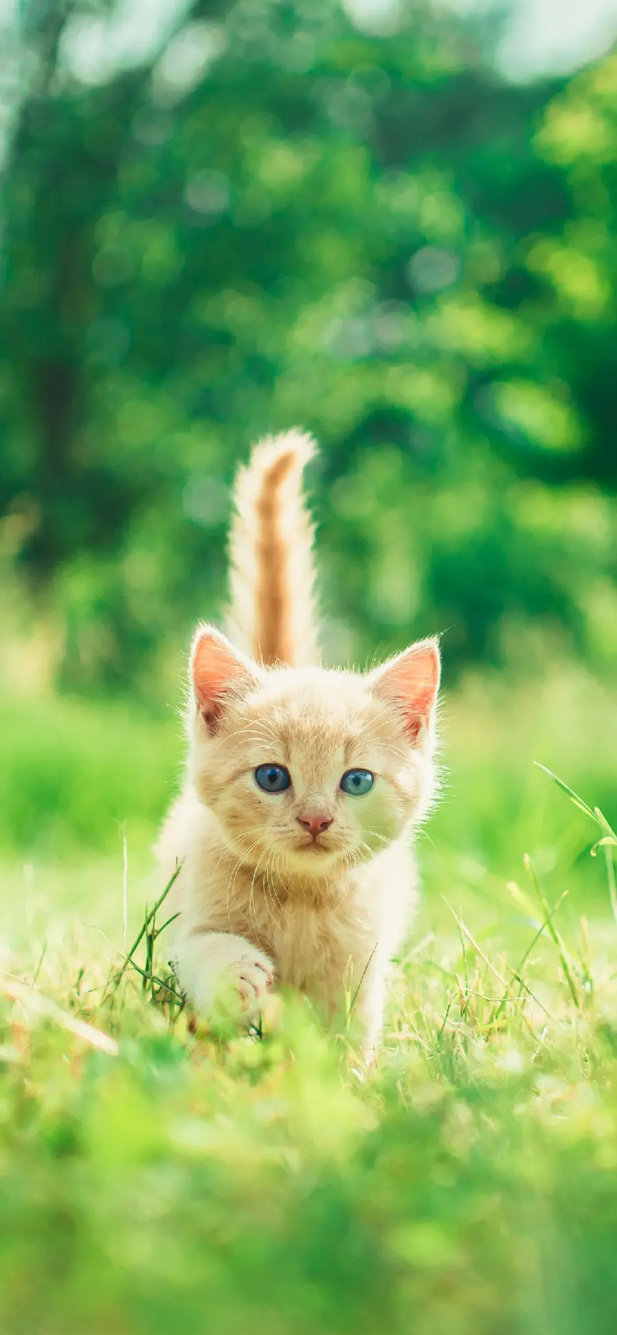 Beautiful kitten wallpaper with a tail in a quality artistic view