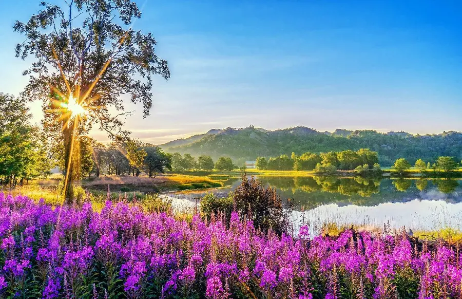 High quality photo of a lush plain with beautiful colorful flowers in spring