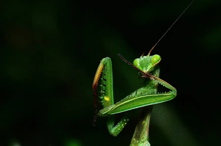 Interesting pose photo of a beautiful green praying mantis with a black background
