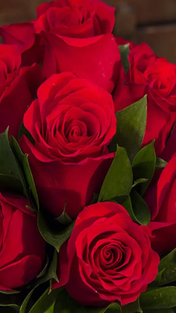 Spectacular Girly Background with Red Dutch Rose Design