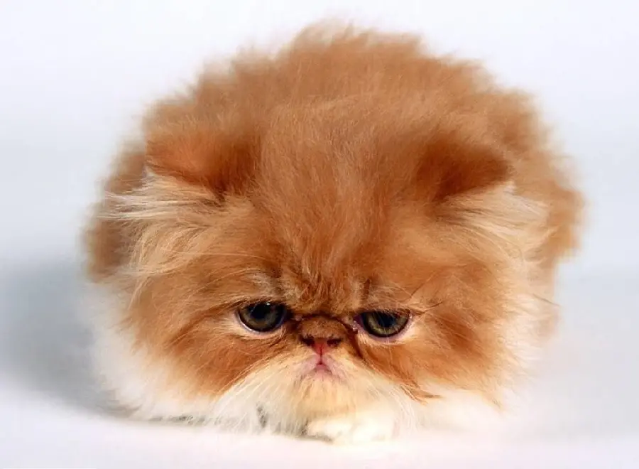 Dreamy Orange Fluffy Cat Wallpaper for Desktop