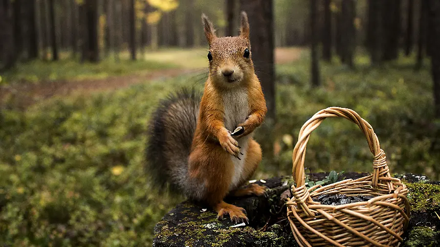 Cute squirrel photo with a beautiful basket next to it in the forest