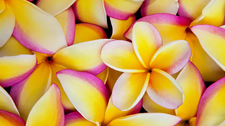 Happy and Lovely Computer Background with Yellow Plumeria Flower Design