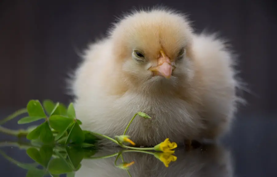 Very good quality soft and small chick photo