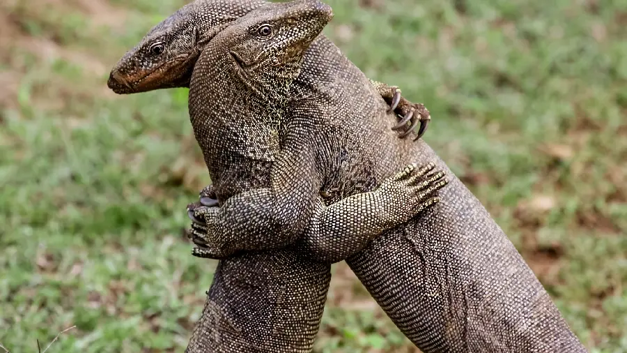 Quality Photo and Professional Stock Photo of Large Desert Lizards Fighting