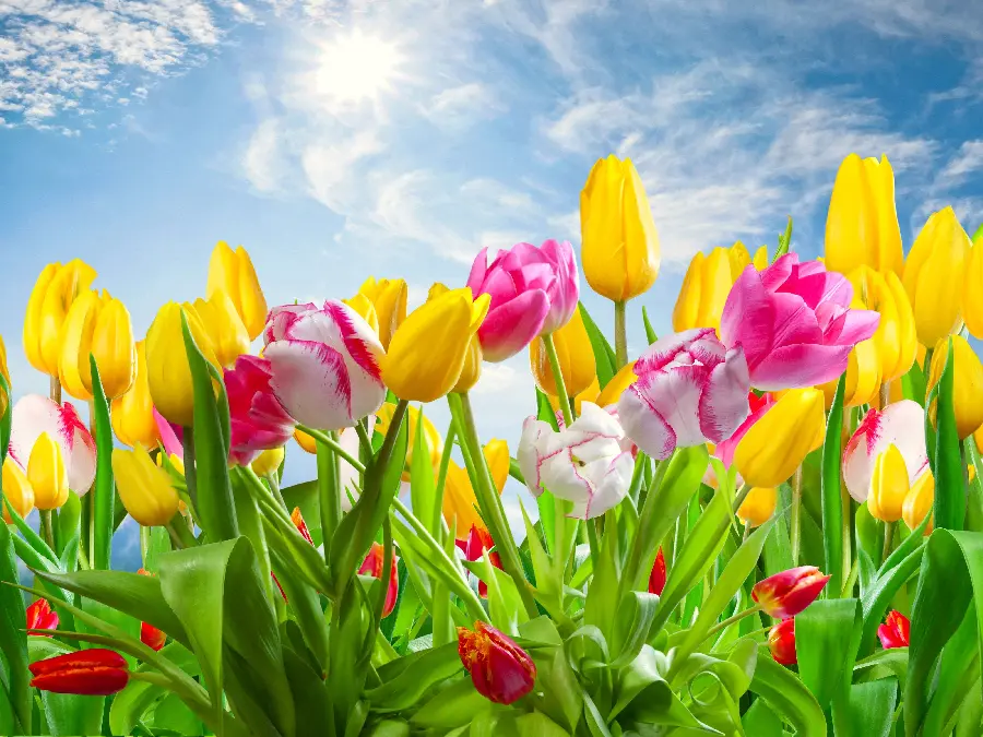 Beautiful Spring Flowers Background for PC