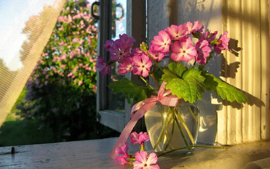 Flower photos and photos of geranium flowers and photos of beautiful flowers in the world