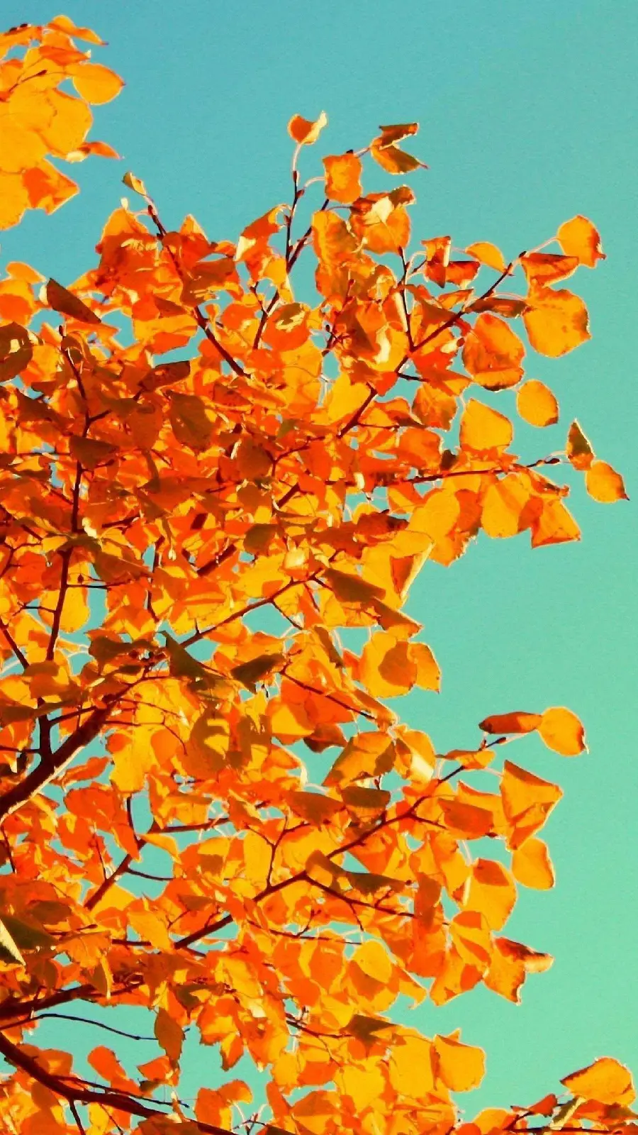 Autumn Wallpaper Phone