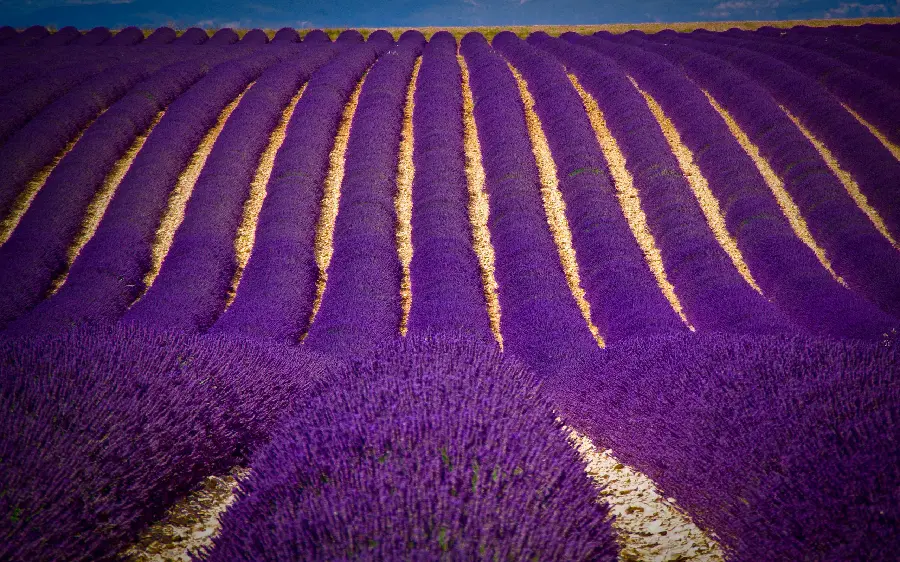 Cool and interesting image of a purple flower field for a laptop background