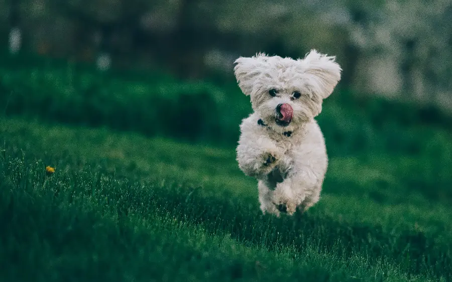 Download spectacular background of a fluffy white dog