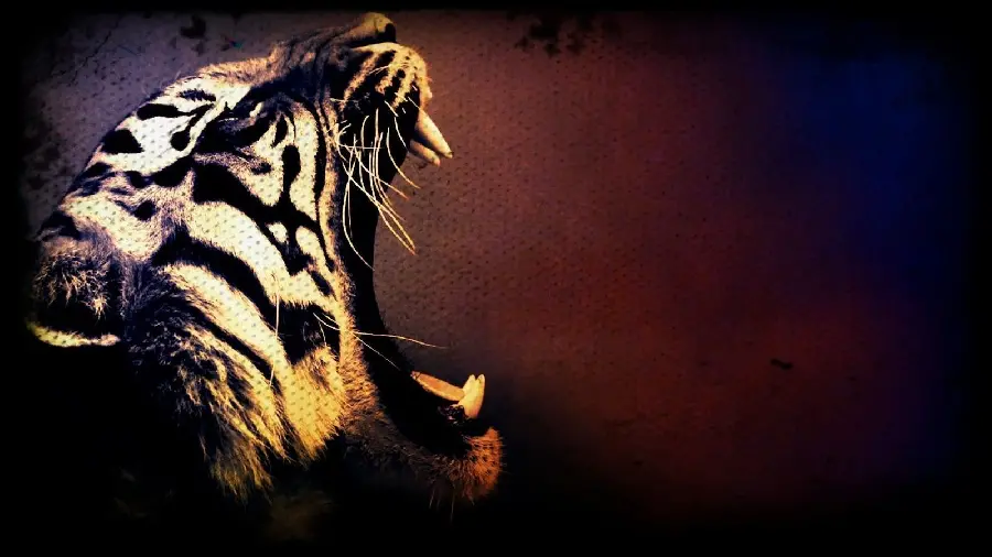 Wild Tiger Graphic Photo