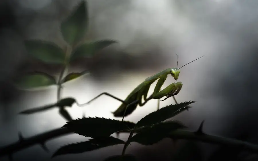 Beautiful and Colorful HD Image of a Mantis