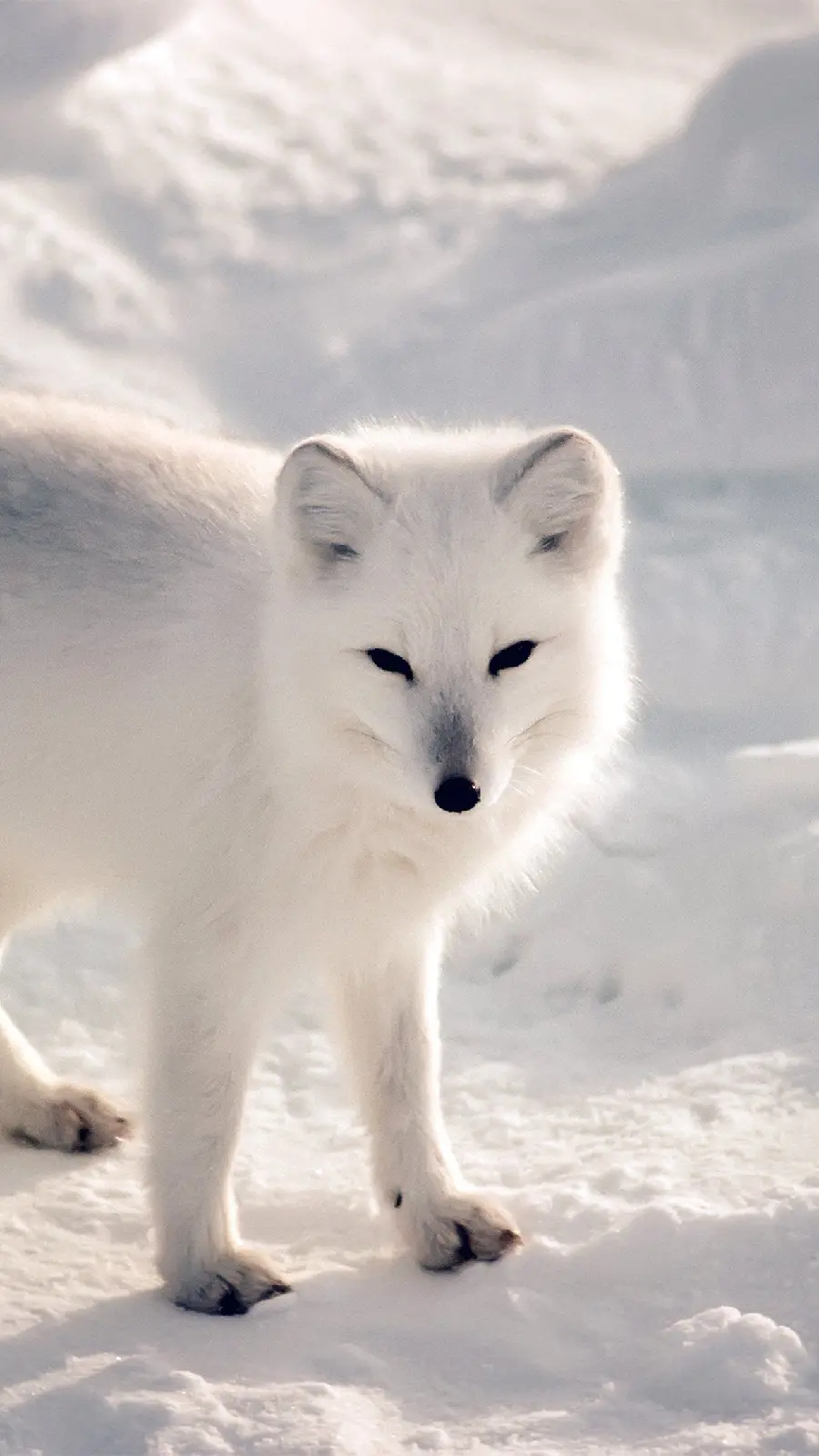 Full HD polar white fox wallpaper