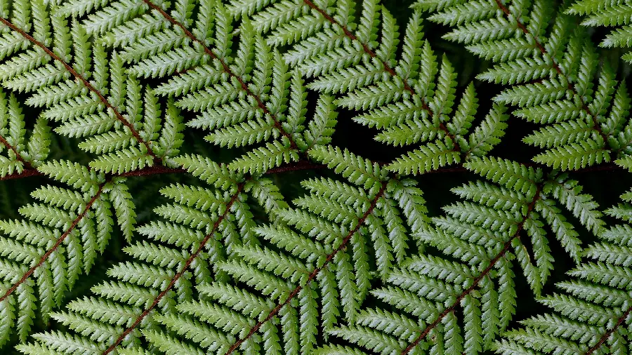 High quality photo of green leaves for computer wallpaper with black background