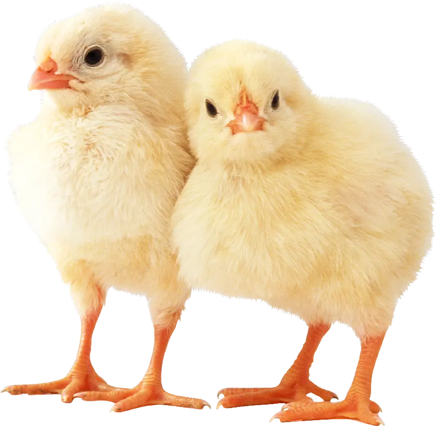 Special quality cropped PNG chicken image