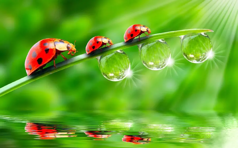 Ladybug and her family wallpaper