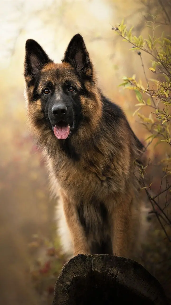 German Shepherd Sable Wallpaper