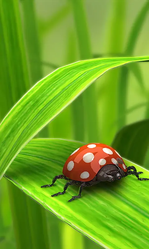 Red Ladybug Samsung A13 Wallpaper