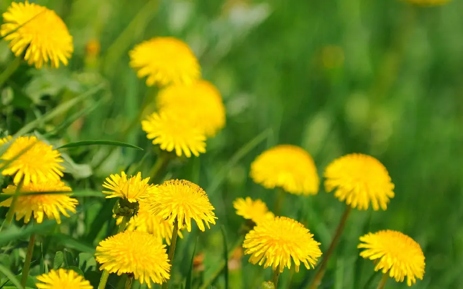 Yellow small flower photo for profile