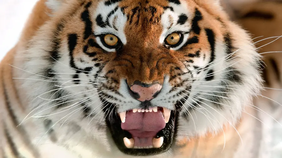 Sabertooth Tiger Photo