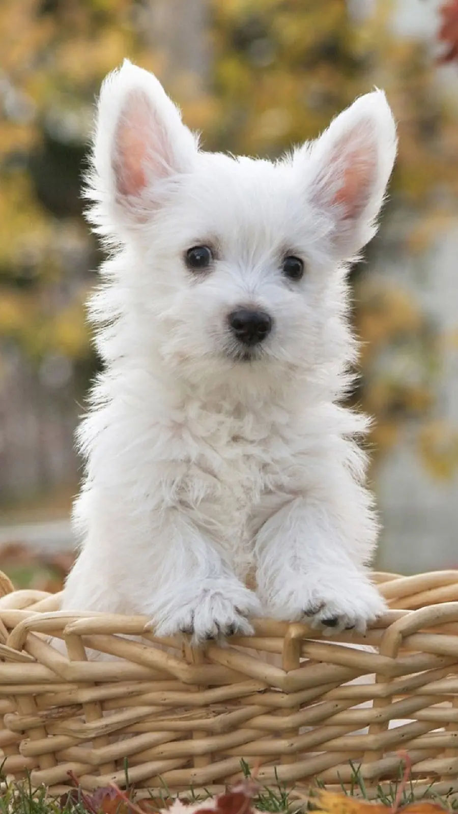 Full HD stock photo of a white puppy