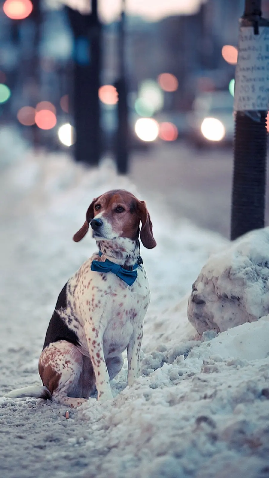 Latest Big Dog Photo in Snow with Cute Blue Bow Tie