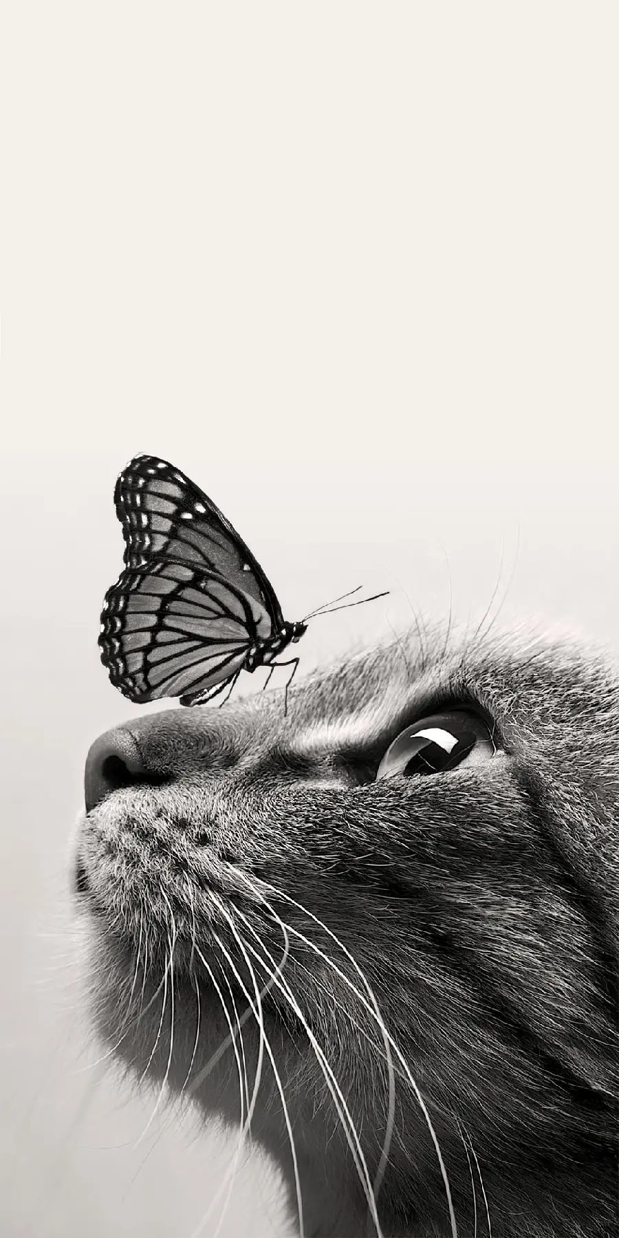 Black and white cat and butterfly background photo for mobile