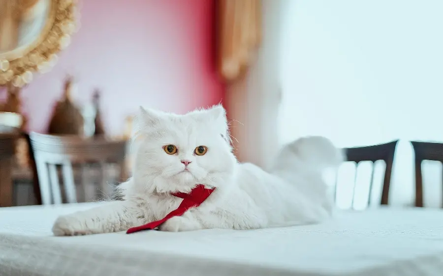Luxury Persian White Cat Image for Instagram