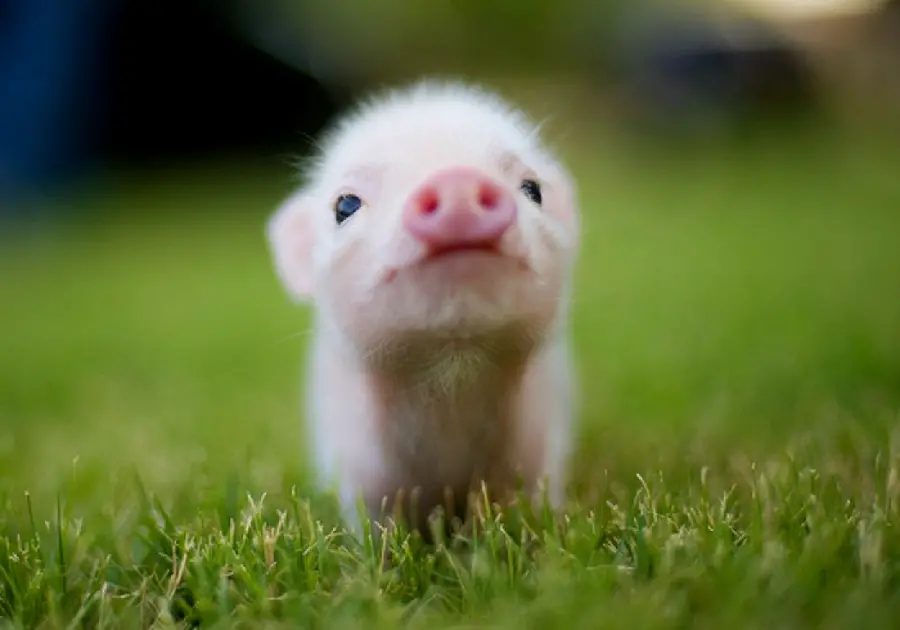 Cute pink piglet image in green spring environment