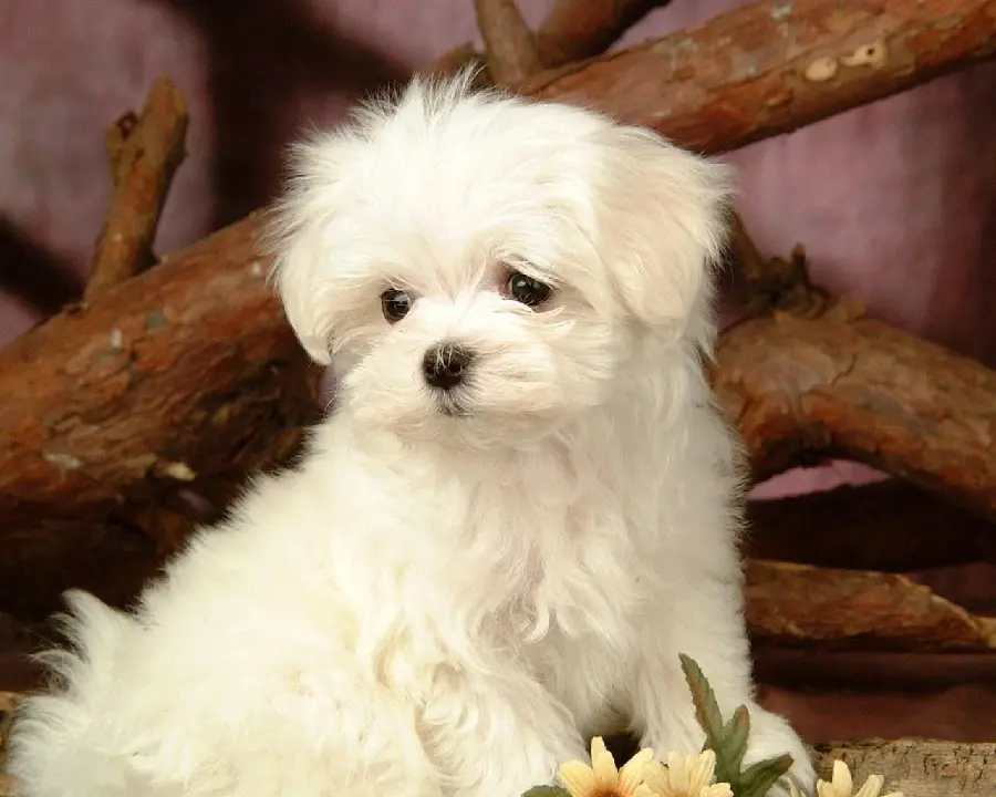 Interesting pose of a cute white dog for posts and stories