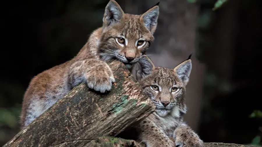 High Quality Wild Cat Stock Photo