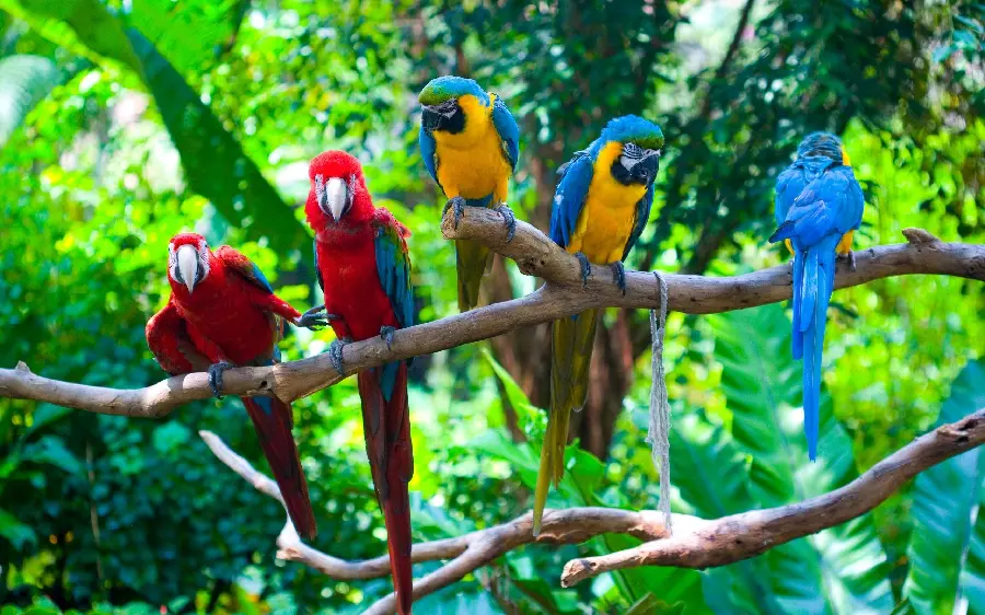 The latest background of cute macaws together for the computer