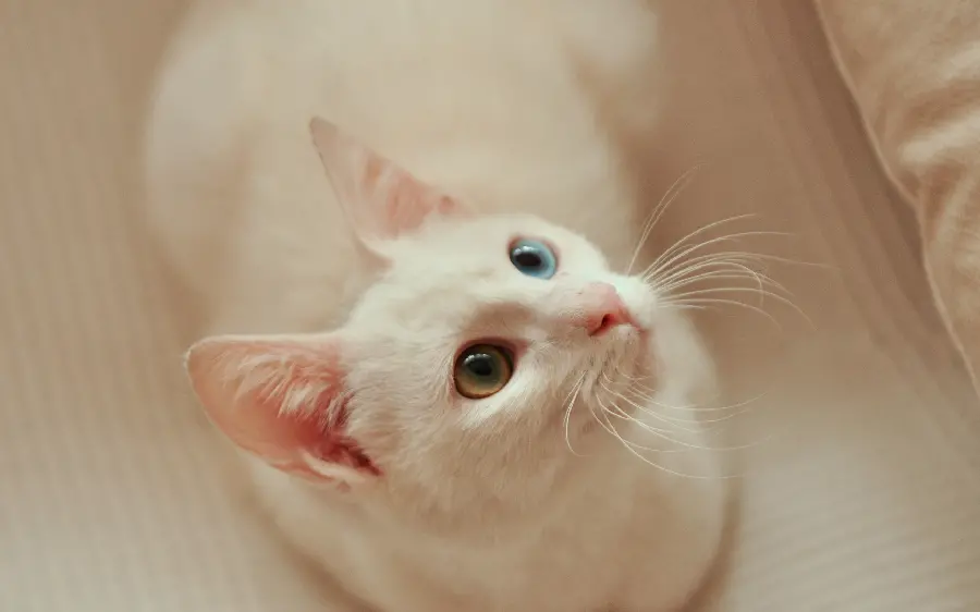 White cat photo with blue and green eyes