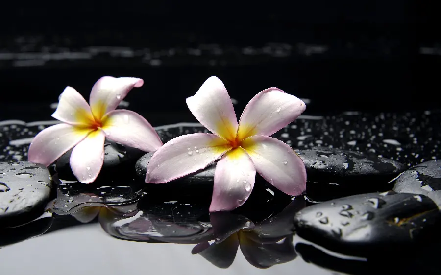 Girly profile picture of a delicate plumeria flower on the surface of the water