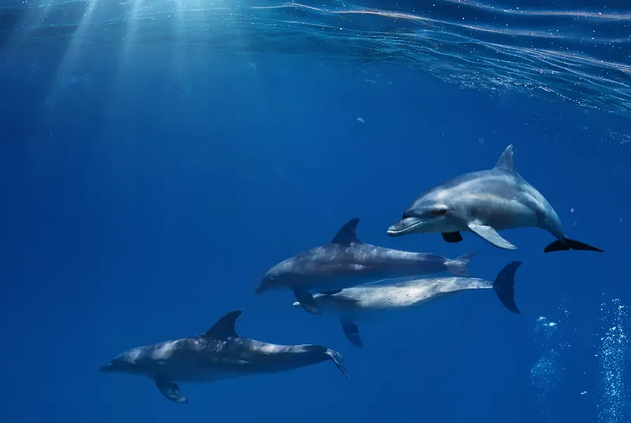 Download high-quality stock photo of dolphins in the water in jpg format for your design