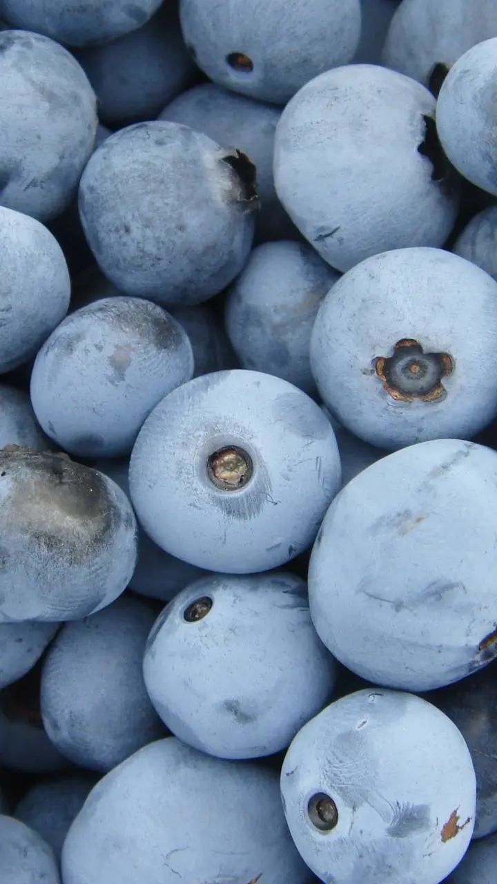 Photo of ripe blueberry fruit seeds