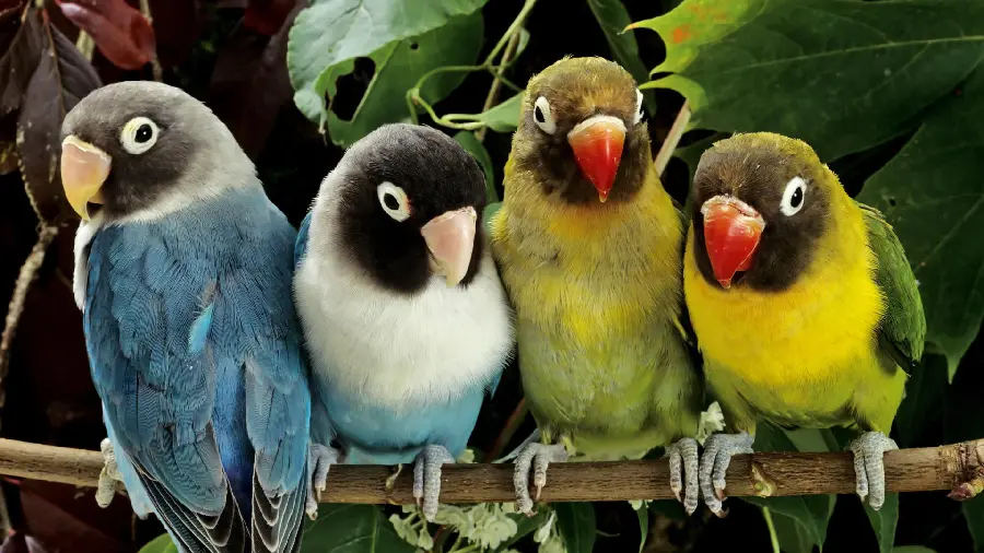 Download high quality photo of Brazilian colored parrots suitable for design and printing
