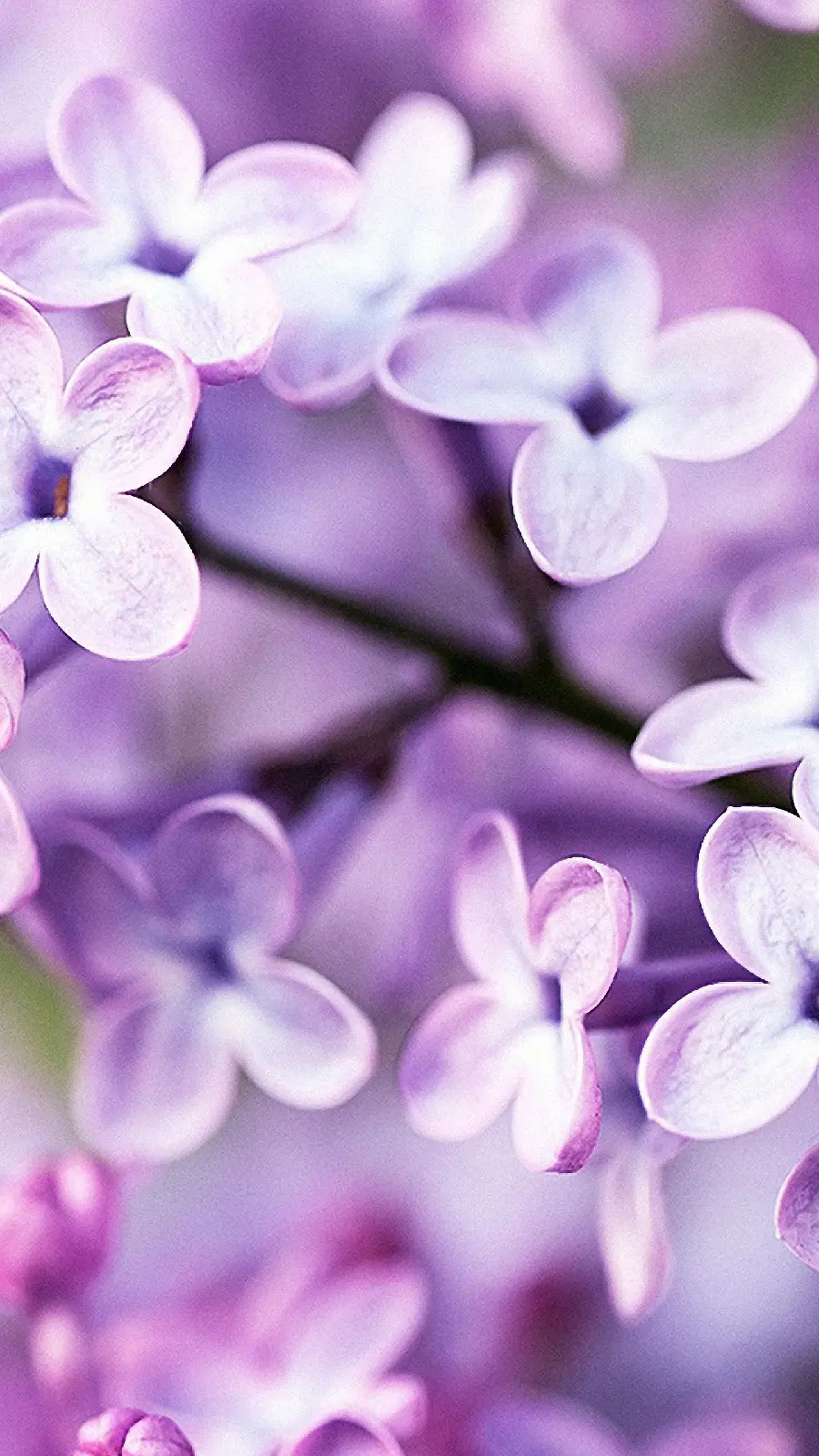 Fresh purple spring flower wallpaper for all types of phones
