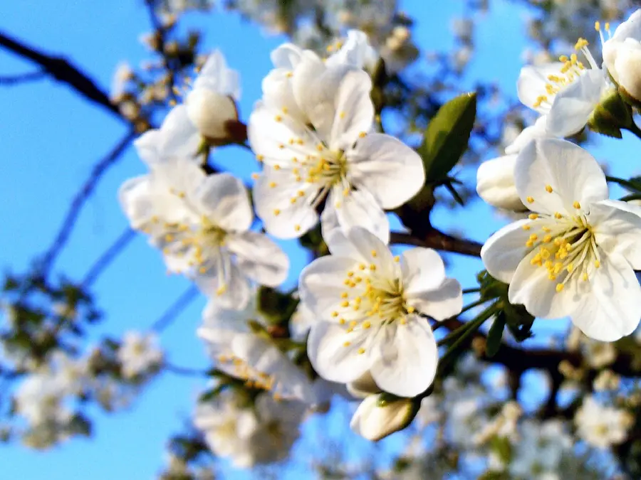 Beautiful and amazing white spring blossom photo