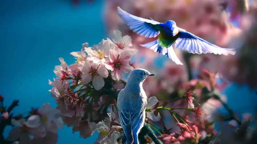 Download Stock Image of Two Beautiful Blue Birds Flying