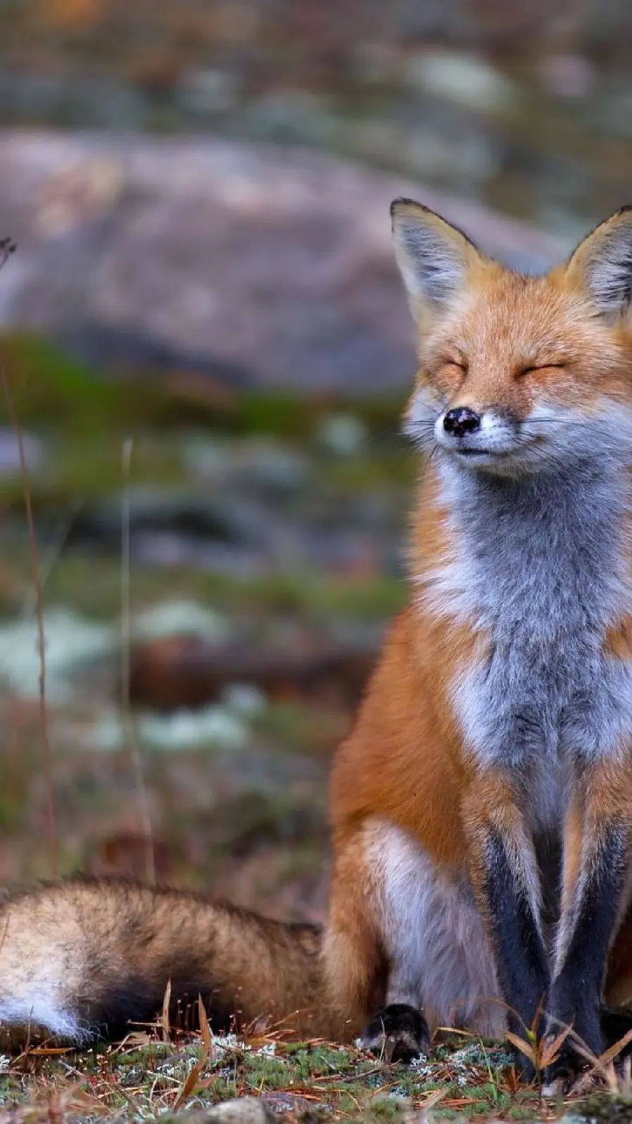 Tired Brown Fox Wallpaper