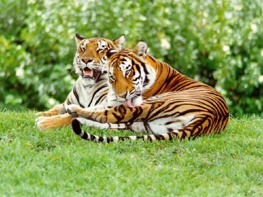Tiger Couple Photo