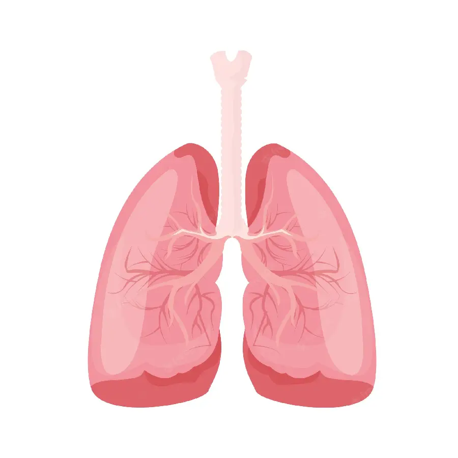 Human lung background on a white background