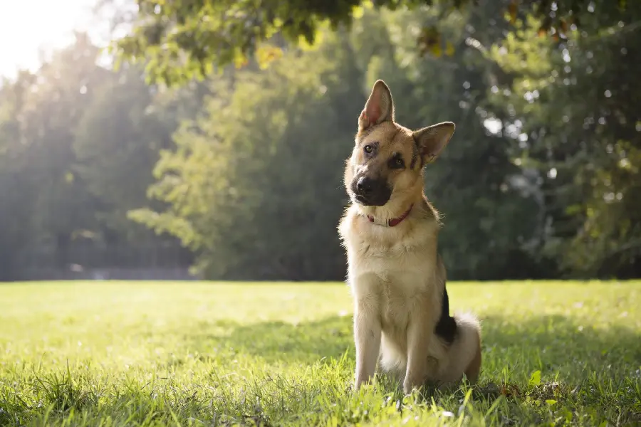 German Shepherd Profile Picture