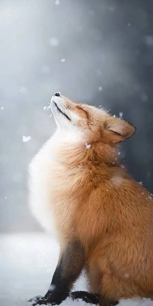 Red Fox in the Snow iPhone Wallpaper