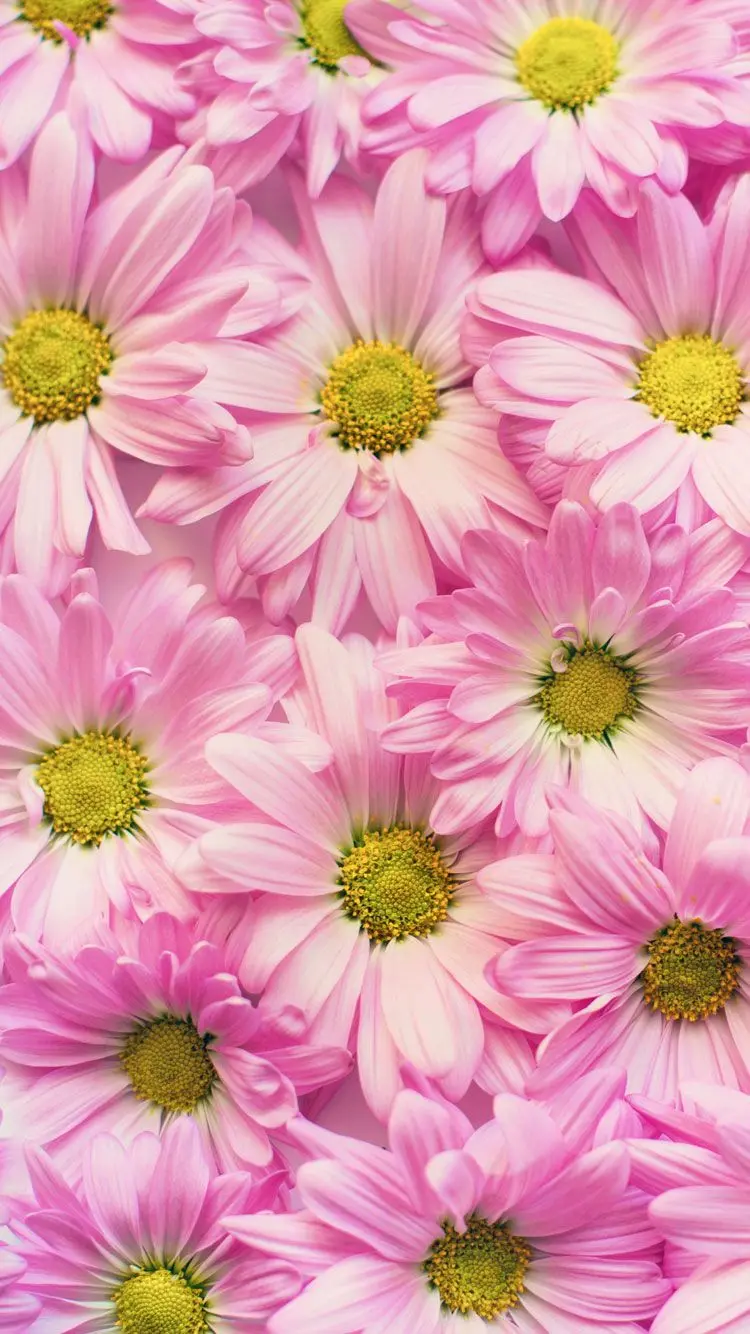 SamSung flower wallpaper with a beautiful pink spring theme